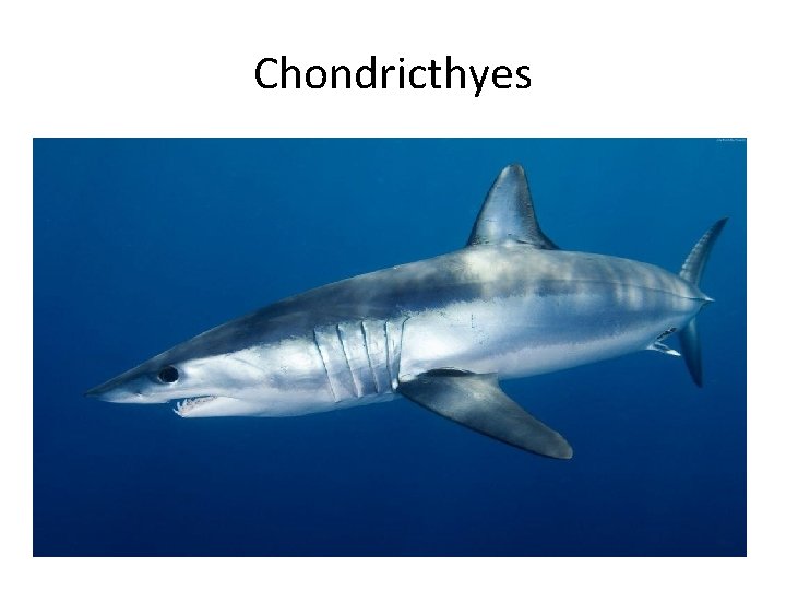 Chondricthyes 