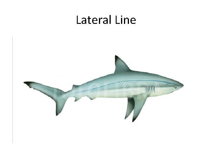 Lateral Line 