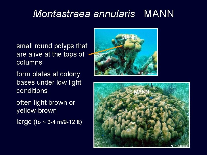 Montastraea annularis MANN small round polyps that are alive at the tops of columns