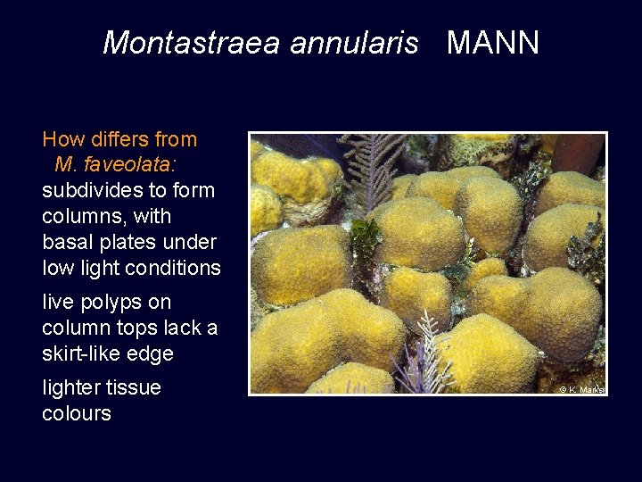 Montastraea annularis MANN How differs from M. faveolata: subdivides to form columns, with basal