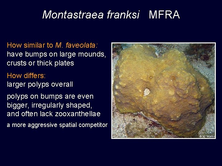 Montastraea franksi MFRA How similar to M. faveolata: have bumps on large mounds, crusts