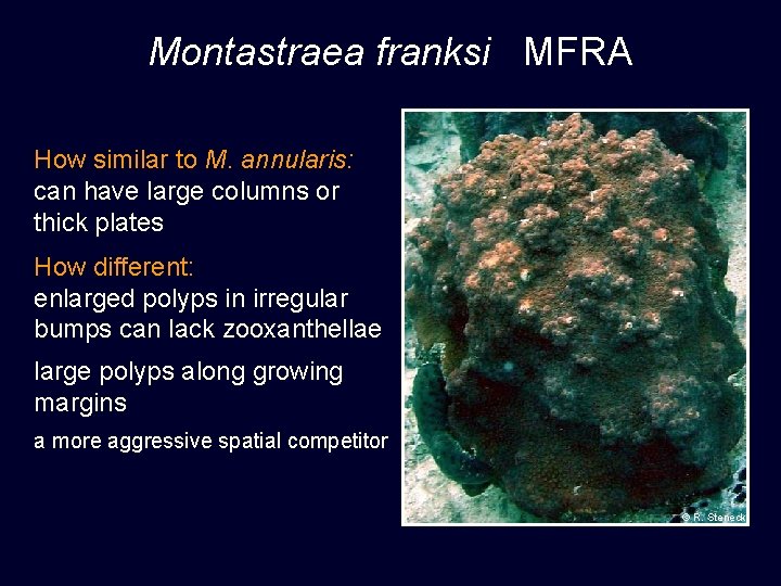 Montastraea franksi MFRA How similar to M. annularis: can have large columns or thick