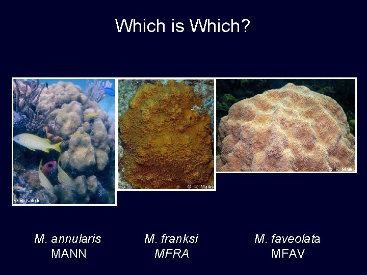 Which is Which? © K. Marks © B. Kakuk M. annularis MANN M. franksi