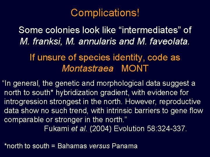 Complications! Some colonies look like “intermediates” of M. franksi, M. annularis and M. faveolata.