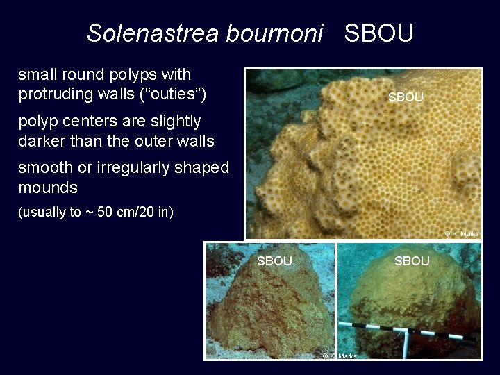 Solenastrea bournoni SBOU small round polyps with protruding walls (“outies”) SBOU polyp centers are