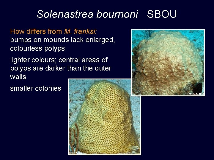 Solenastrea bournoni SBOU How differs from M. franksi: bumps on mounds lack enlarged, colourless