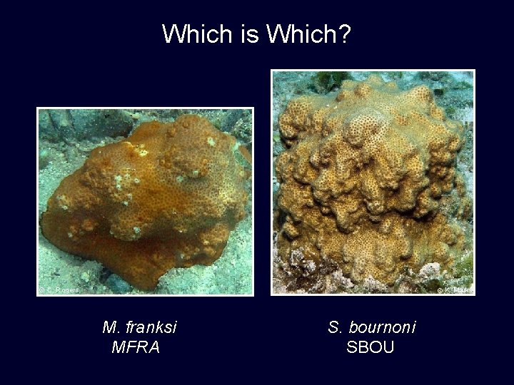 Which is Which? © C. Rogers © K. Marks M. franksi MFRA S. bournoni