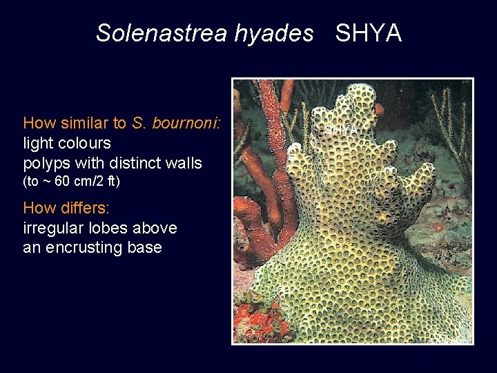 Solenastrea hyades SHYA How similar to S. bournoni: light colours polyps with distinct walls