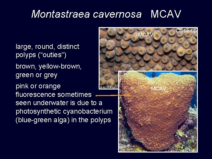 Montastraea cavernosa MCAV Close-up large, round, distinct polyps (“outies”) brown, yellow-brown, green or grey