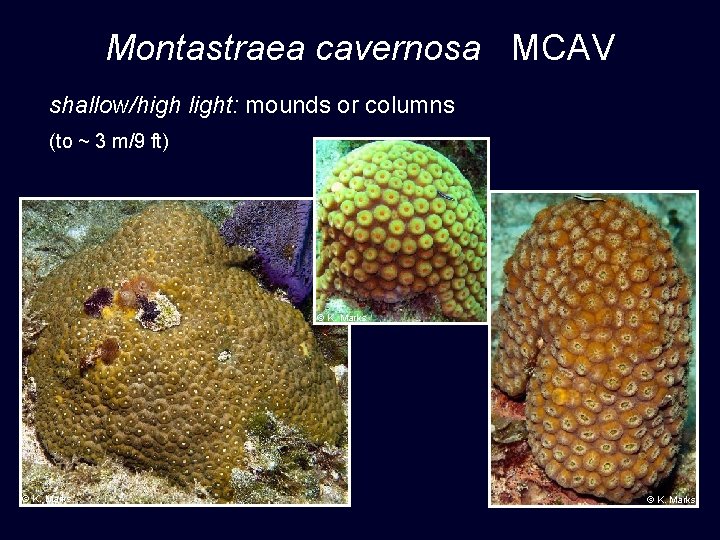 Montastraea cavernosa MCAV shallow/high light: mounds or columns (to ~ 3 m/9 ft) ©