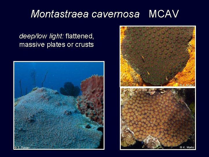 Montastraea cavernosa MCAV deep/low light: flattened, massive plates or crusts © K. Marks ©