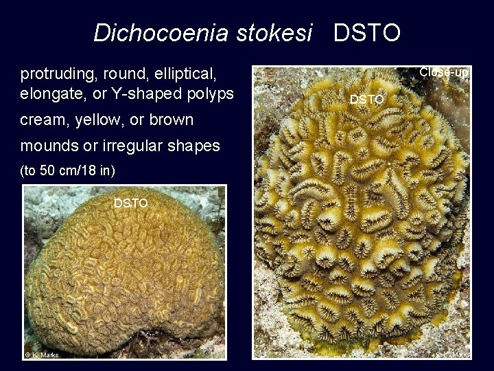 Dichocoenia stokesi DSTO protruding, round, elliptical, elongate, or Y-shaped polyps Close-up DSTO cream, yellow,
