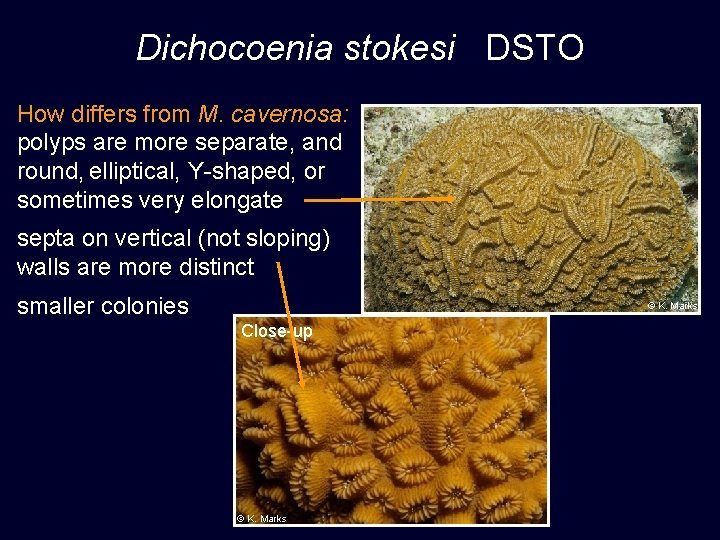 Dichocoenia stokesi DSTO How differs from M. cavernosa: polyps are more separate, and round,