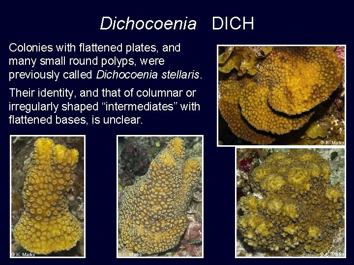 Dichocoenia DICH Colonies with flattened plates, and many small round polyps, were previously called