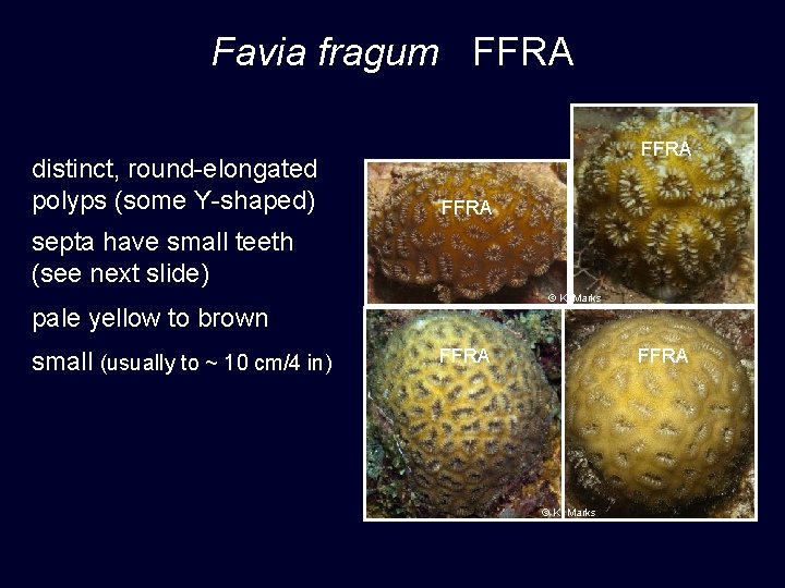 Favia fragum FFRA distinct, round-elongated polyps (some Y-shaped) FFRA septa have small teeth (see