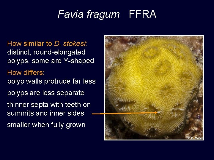 Favia fragum FFRA How similar to D. stokesi: distinct, round-elongated polyps, some are Y-shaped