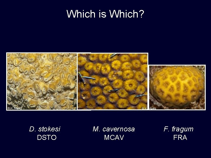 Which is Which? © K. Marks D. stokesi DSTO M. cavernosa MCAV F. fragum