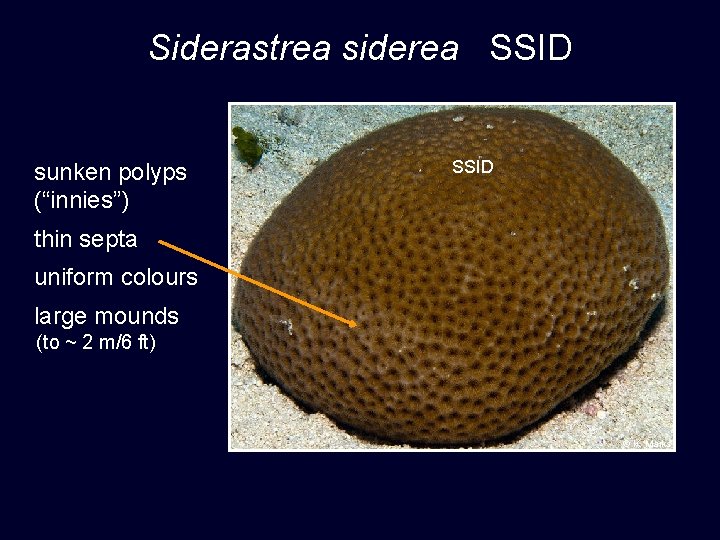 Siderastrea siderea SSID sunken polyps (“innies”) SSID thin septa uniform colours large mounds (to