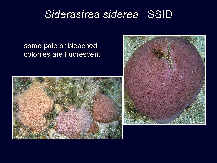 Siderastrea siderea SSID some pale or bleached colonies are fluorescent © K. Marks 