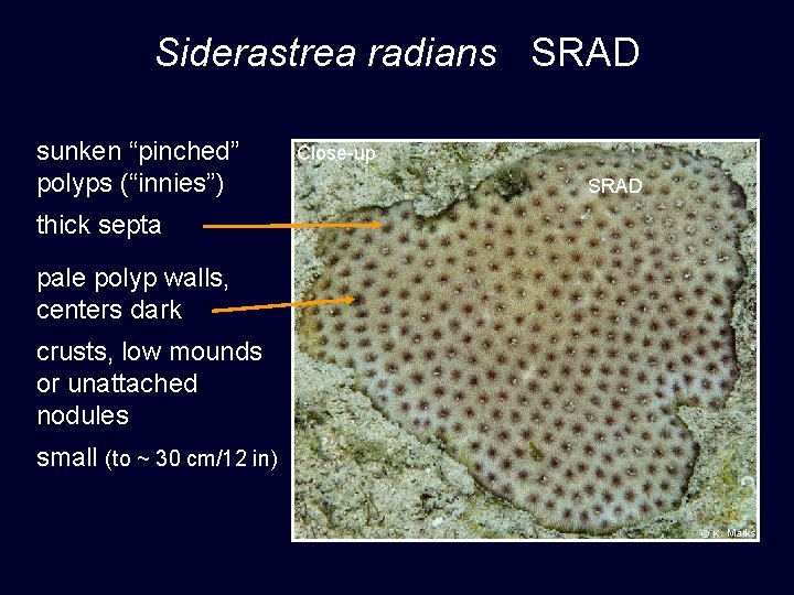 Siderastrea radians SRAD sunken “pinched” polyps (“innies”) Close-up SRAD thick septa pale polyp walls,