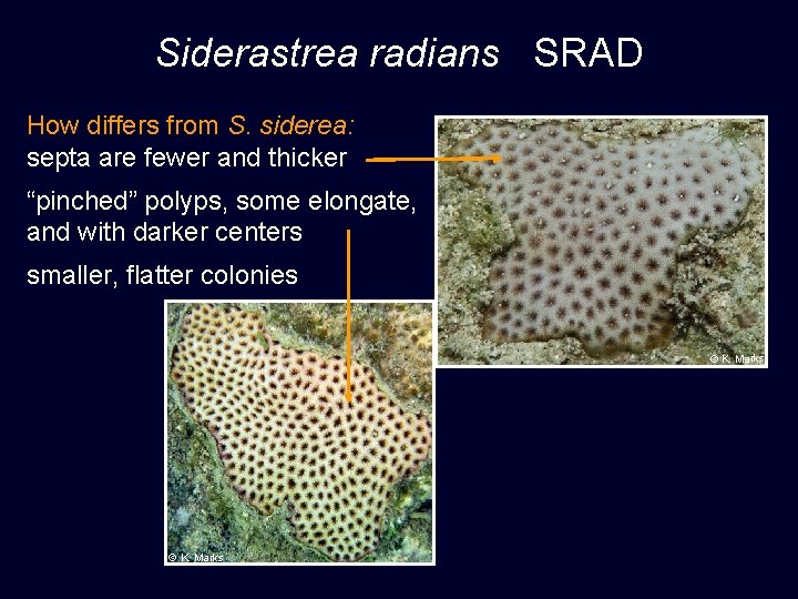 Siderastrea radians SRAD How differs from S. siderea: septa are fewer and thicker “pinched”