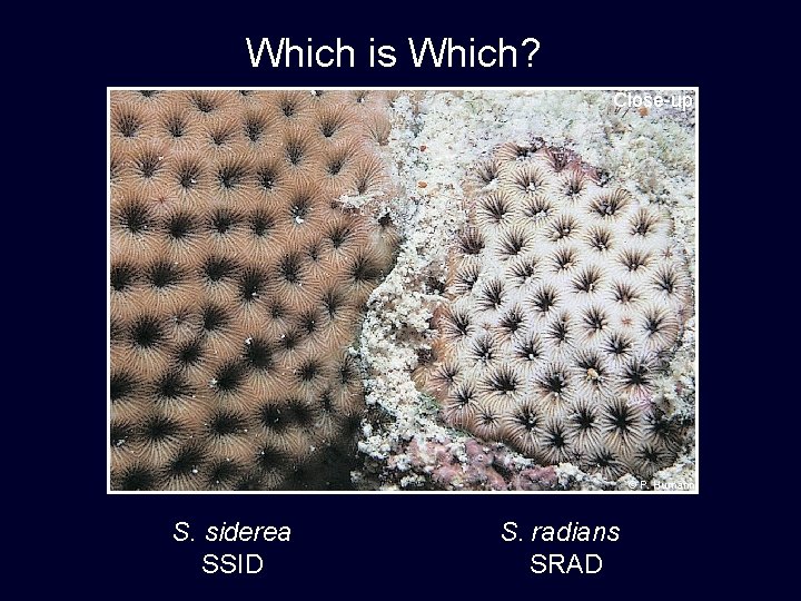 Which is Which? Close-up © P. Humann S. siderea SSID S. radians SRAD 