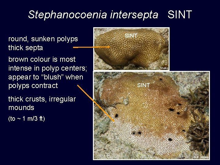 Stephanocoenia intersepta SINT round, sunken polyps thick septa brown colour is most intense in