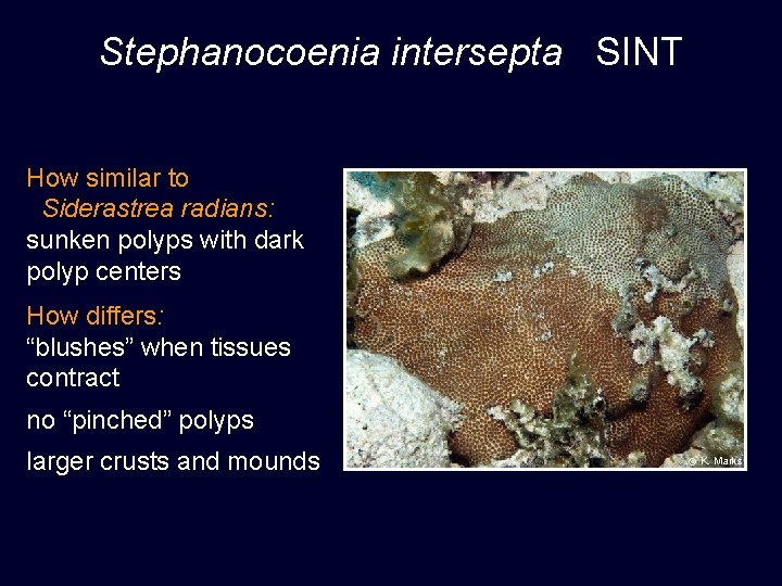 Stephanocoenia intersepta SINT How similar to Siderastrea radians: sunken polyps with dark polyp centers