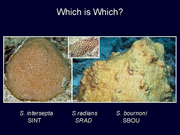 Which is Which? © K. Marks S. intersepta SINT S. radians SRAD S. bournoni