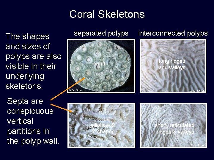Coral Skeletons The shapes and sizes of polyps are also visible in their underlying