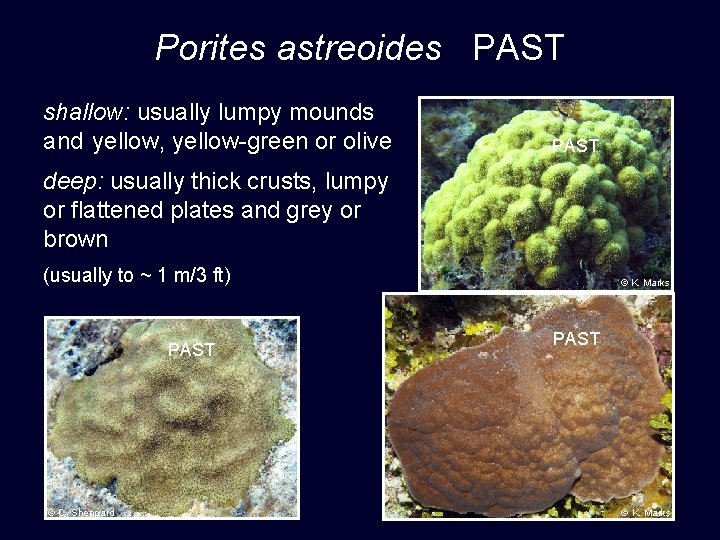 Porites astreoides PAST shallow: usually lumpy mounds and yellow, yellow-green or olive PAST deep:
