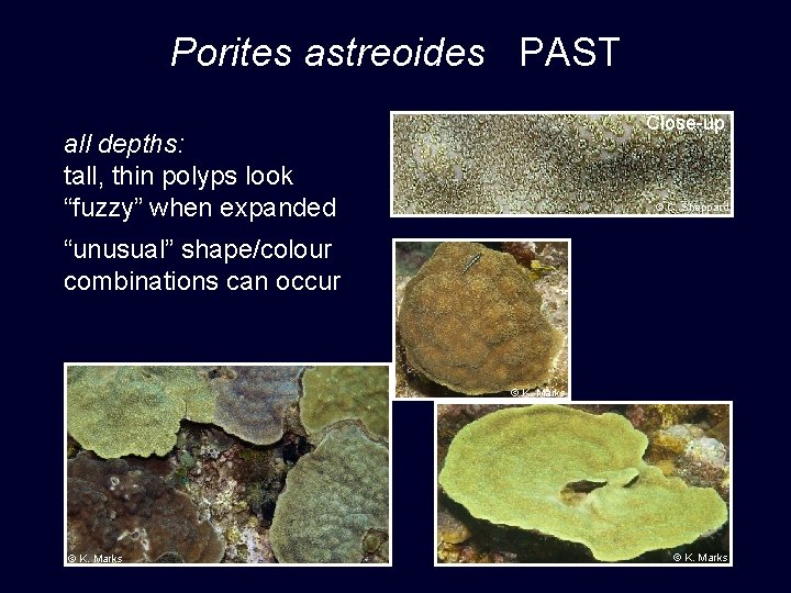 Porites astreoides PAST Close-up all depths: tall, thin polyps look “fuzzy” when expanded ©