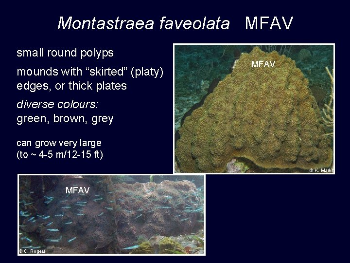 Montastraea faveolata MFAV small round polyps mounds with “skirted” (platy) edges, or thick plates