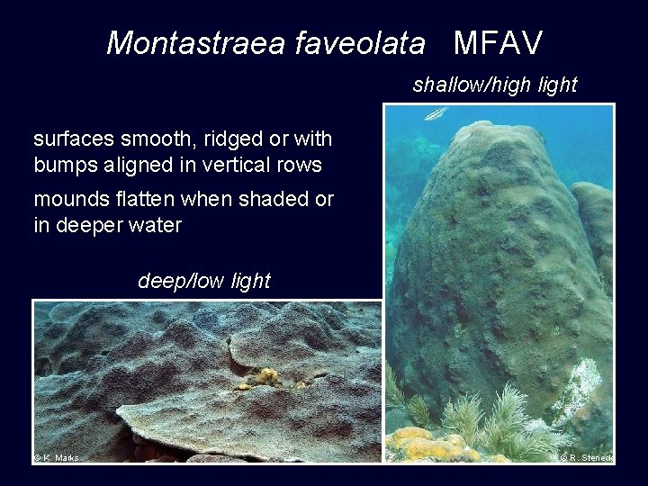 Montastraea faveolata MFAV shallow/high light surfaces smooth, ridged or with bumps aligned in vertical