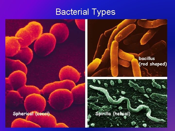 Bacterial Types 