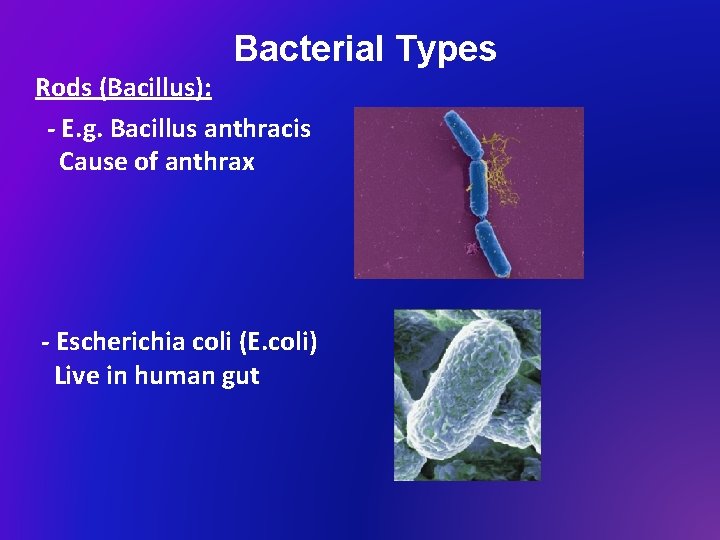 Bacterial Types Rods (Bacillus): - E. g. Bacillus anthracis Cause of anthrax - Escherichia