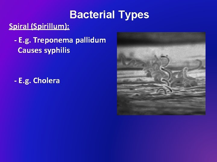 Bacterial Types Spiral (Spirillum): - E. g. Treponema pallidum Causes syphilis - E. g.