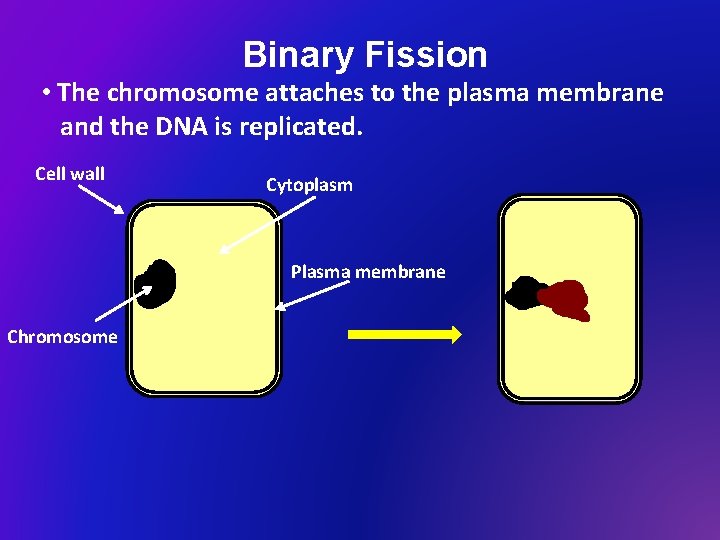 Binary Fission • The chromosome attaches to the plasma membrane and the DNA is