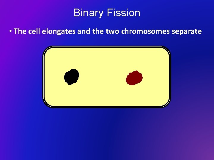 Binary Fission • The cell elongates and the two chromosomes separate 