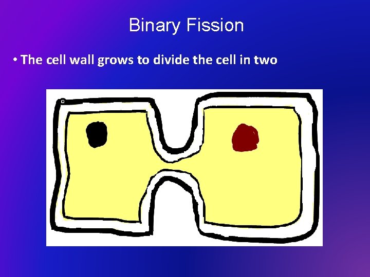 Binary Fission • The cell wall grows to divide the cell in two 