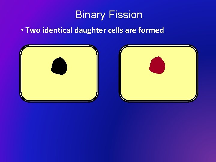 Binary Fission • Two identical daughter cells are formed 