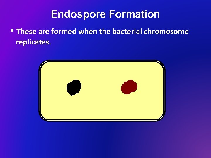 Endospore Formation • These are formed when the bacterial chromosome replicates. 