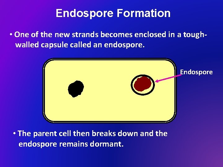 Endospore Formation • One of the new strands becomes enclosed in a toughwalled capsule