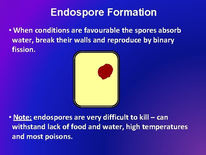 Endospore Formation • When conditions are favourable the spores absorb water, break their walls