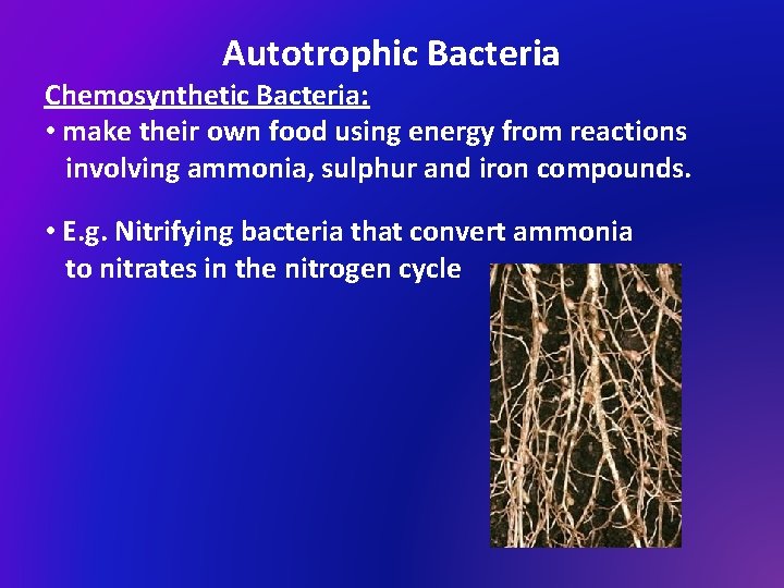 Autotrophic Bacteria Chemosynthetic Bacteria: • make their own food using energy from reactions involving
