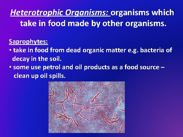 Heterotrophic Organisms: organisms which take in food made by other organisms. Saprophytes: • take