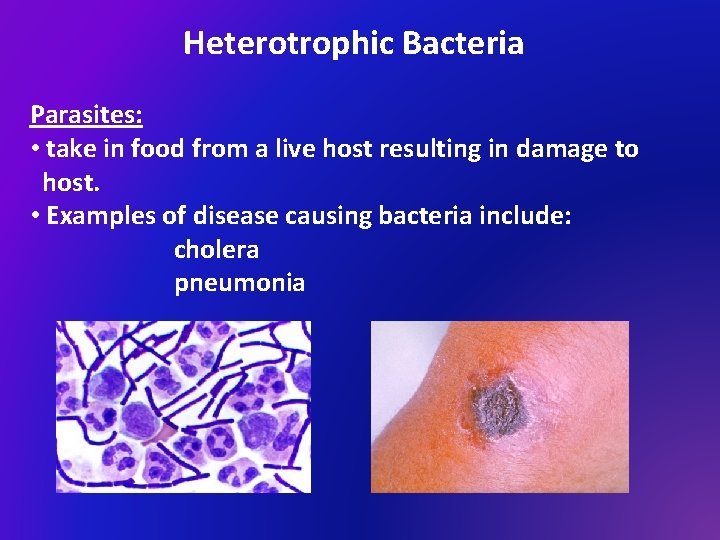 Heterotrophic Bacteria Parasites: • take in food from a live host resulting in damage