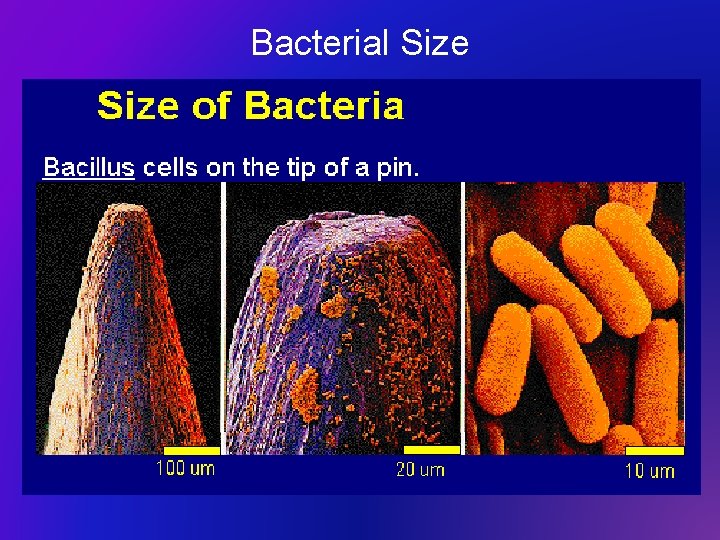 Bacterial Size 