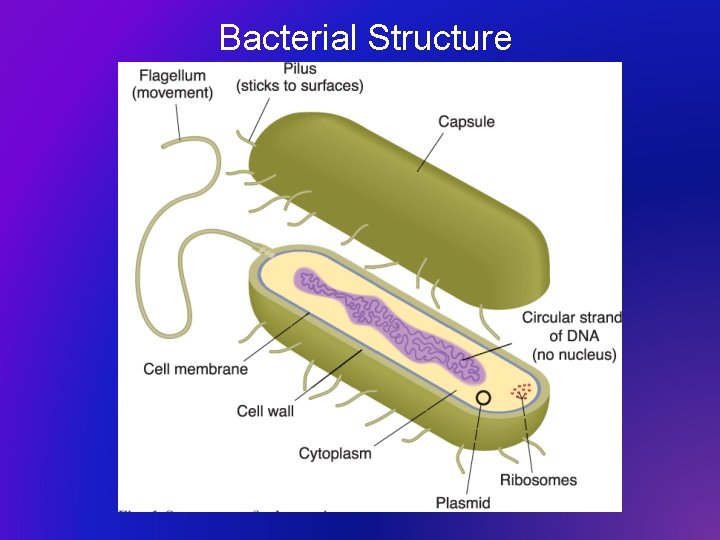 Bacterial Structure 