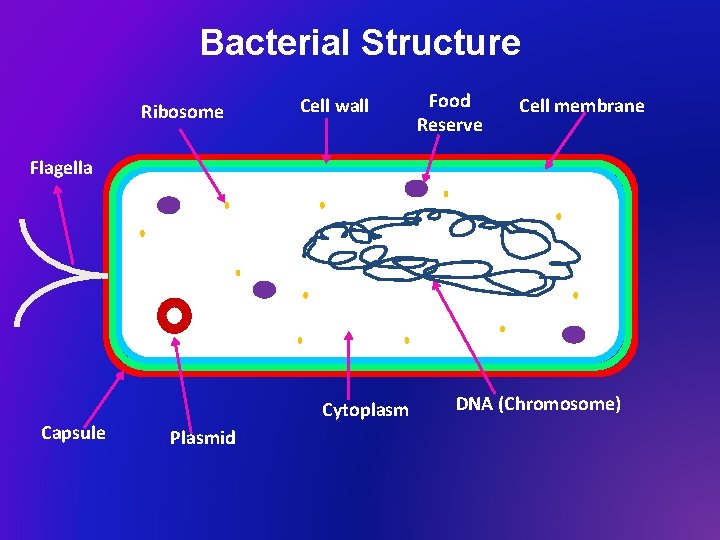 Bacterial Structure Ribosome Cell wall Food Reserve Cell membrane Flagella Capsule Cytoplasm Plasmid DNA